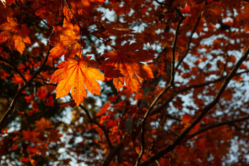 Selective focus. Orange maple leaves. Autumn background.