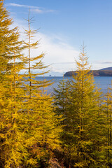 Beautiful autumn landscape. View of the larch forest and the sea. Larch trees with yellow needles. Traveling and hiking in the forest area. Outdoor recreation. Ecological tourism in northern nature.