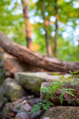 Unkraut wächst auf einer Mauer im Wald