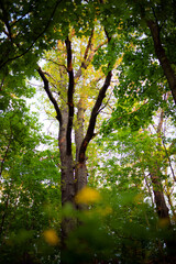 Blick nach oben in einen großen Baum im Wald