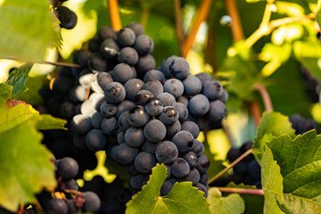 Blue grapes hanging between green leave. Red wine from the Rheingau in Germany. Grapes are ready to harvest.