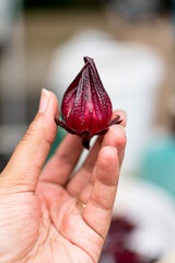 African American woman, Black woman's hands holding fresh hibiscus piece at the farmer's market © A Certain Aesthetic