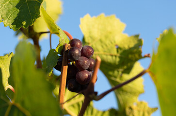 Blue berry hangs on the vine. Red wine from the Rheingau in Germany. Grapes are ready to harvest.