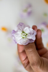 Obraz na płótnie Canvas Black woman's hands holding fresh blooms, purple and white gillyflower, flower
