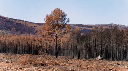 Burnt isolated tree with pine forest in the background