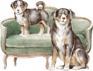 Appenzeller sennenhund dogs on the couch