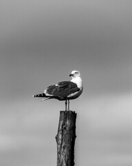 black headed gull