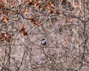 long tailed tit