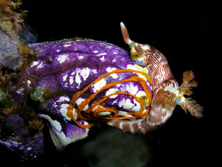 nudibranch laying eggs on a sea squirt
