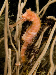seahorse
