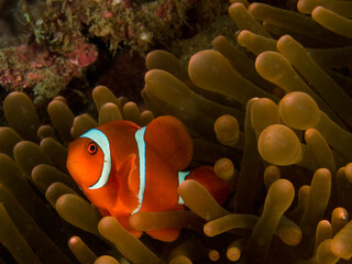 anemonefish