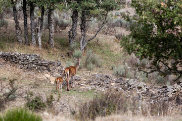 Cervus elaphus. Female and young common or European deer on alert.