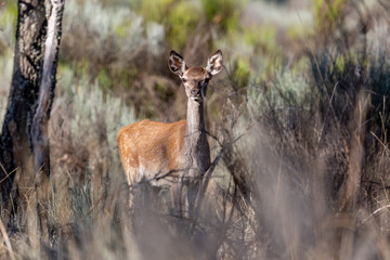 Naklejka na ściany i meble Cervus elaphus. Young common or European deer among the vegetation.