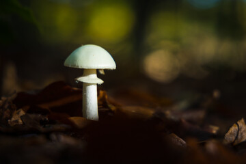Champignons dans la forêt en automne