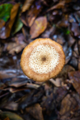 Champignons dans la forêt en automne