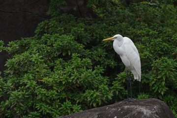 ダイサギがやってきた