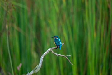 kingfisher on the branch
