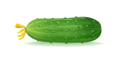 Green fresh cucumber. Vector illustration isolated on white background
