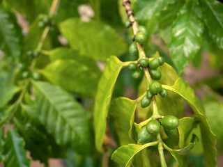 コーヒーノキ　アラビカ種