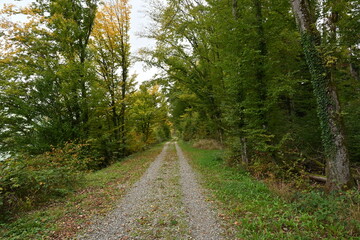 Fototapeta na wymiar Double track gravel path through a deciduous forest in autumn. It is disappearing in the diminishing perspective. The foliage is partially yellow and golden, some colorful leaves are on the ground. 