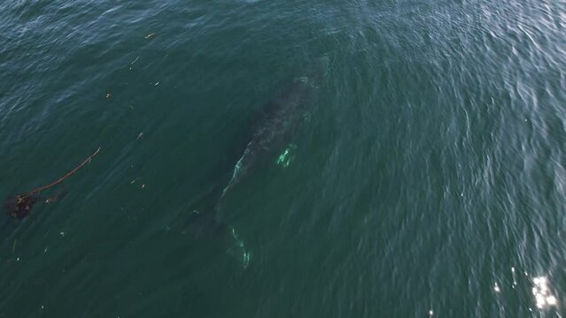 Humpback whale surfacing, aerial footage, turquoise water, Pacific Ocean, Vancouver Island. 4K 24FPS.