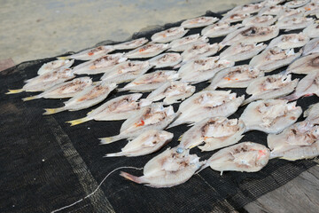 Salted Fish dried under the sun at Pulau Omadal, Sabah.	