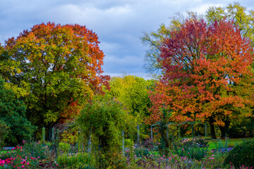Naklejka premium autumn coloured trees and leaves