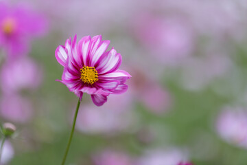コスモス