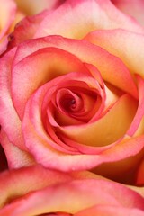 Bright orange roses and flowers in full bloom.