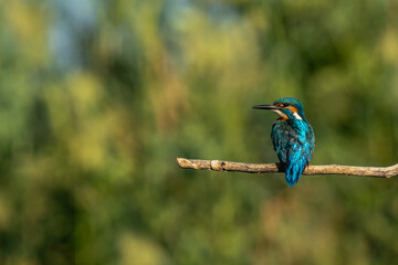 kingfisher on branch