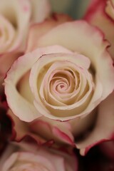pink rose closeup