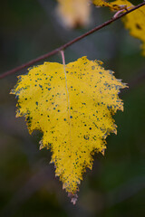 Żółty jesienny liść jeszcze trzyma się gałązki.. Jesień idzie przez las, żółkną liście, rozkwitają wrzosy. © Tomasz