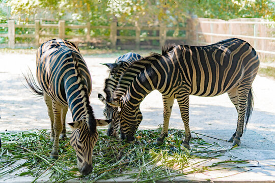 Young zebra in the Maasai Mara National Wildlife 