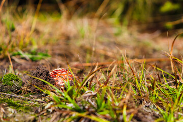 fly agaric mushroom