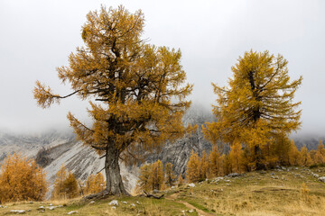 Autumn Colors Larch Trees on Julian Alps Famous Landmark Location of Slemenova Spica in Slovenia Europe