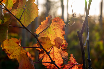 leaves in autumn, vineyard