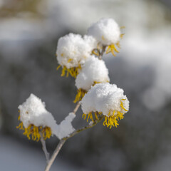 witch hazel with snow cap