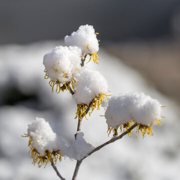 Witch Hazel With Snow Cap