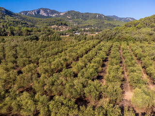 Fototapeta na wymiar olive groves of Son Quint aerial view, .Esporles, Majorca, Balearic Islands, Spain