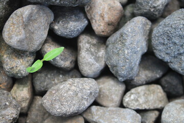 Plant shoots growing between rocks photographed from above

