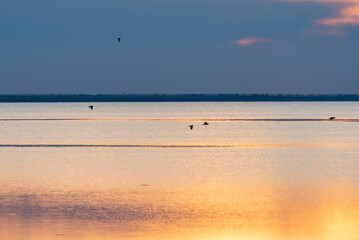 flock of sea birds meets the sunset in the shallow water of the lake. Birdwatching in the wild