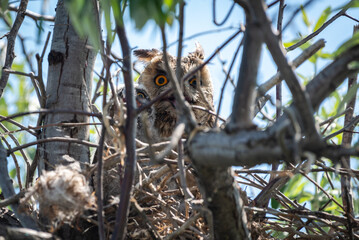Wild short-eared owl with its chick sits in the nest. They opened their beaks because of the heat.