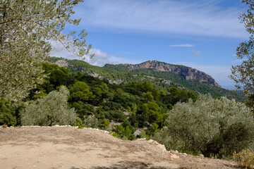 Sa Galera olive grove with Alaro castle in the background, Alaro, walk around Talaia de Cals Reis, Majorca, Balearic Islands, Spain