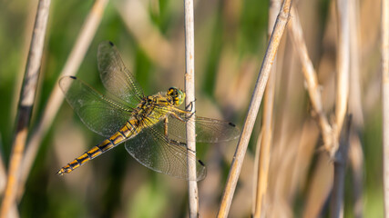 Yellow dragonfly holding on to a dry blade of grass