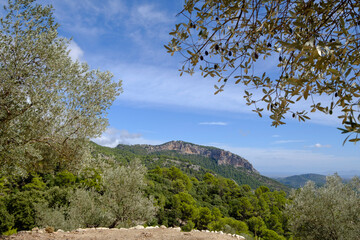 Sa Galera olive grove with Alaro castle in the background, Alaro, walk around Talaia de Cals Reis, Majorca, Balearic Islands, Spain