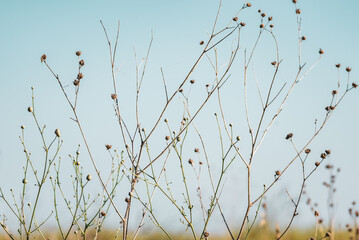 Silhouette of wild grass on the field