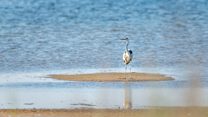 grey heron stands on a sandbank of a estuary