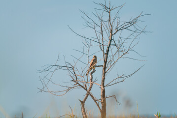 Common Kestrel or windhover sits on the tree branch. Small predatory bird in natural habitats in wilderness