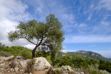 Fototapeta na wymiar Sa Galera olive grove with Alaro castle in the background, Alaro, walk around Talaia de Cals Reis, Majorca, Balearic Islands, Spain