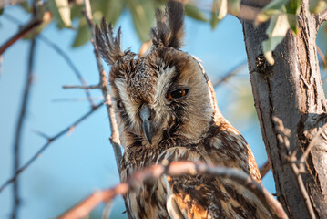 Wild owl sitting on the fir-tree branch